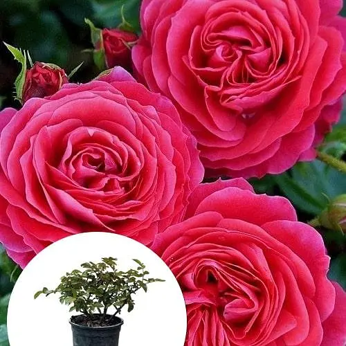 Роза в контейнере чайно-гибридная "Cherry Lady" (садник класса АА+) (185754) 1 саженец - фото 4