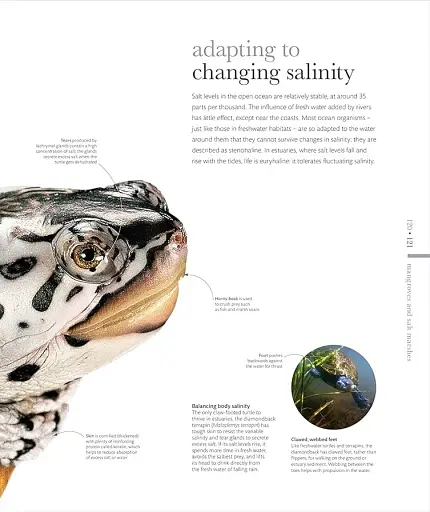 The Science of the Ocean. The Secrets of the Seas Revealed - фото 9