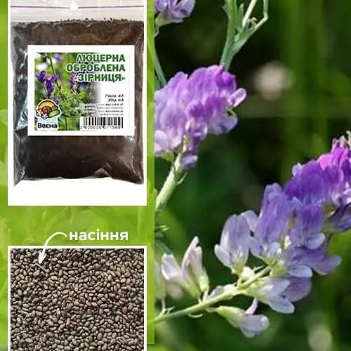 Люцерна обработанная (намагниченность) "Зарница" ТМ "Весна" 1кг (13706) - фото 1