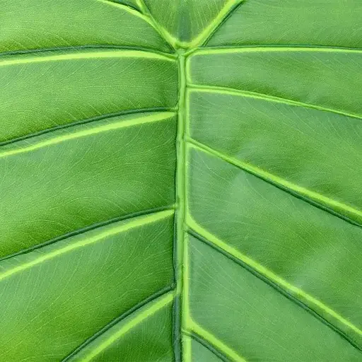 Искусственные листья Taro светлые 95 см (DW-41) - фото 3