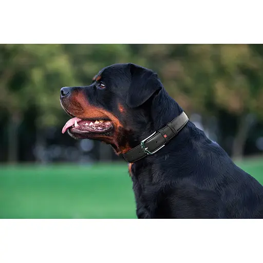 Ошейник для собак кожаный Waudog Glamour с QR-паспортом без украшений L Ш 25 мм Д 38-49 см черный - фото 7