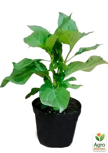 Гортензия пильчатая 3-х летняя "Bluebird" высота саженца 35-70см (63065) 1 саженец - фото 3