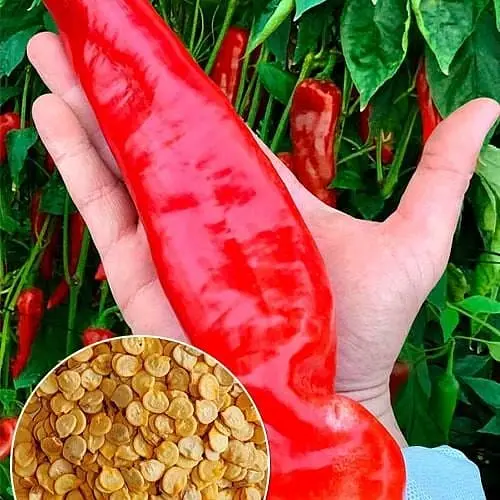 Перец острый "Ацтек" (Зипер) ТМ "Весна" 1г (177954) - фото 1