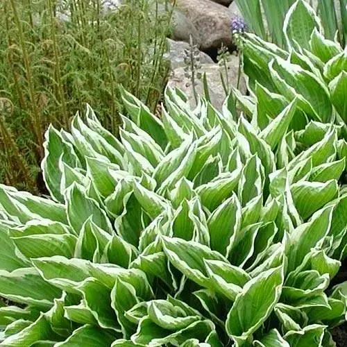 Хоста "Undulata Albomarginata" 1 шт (23447) (Корневище) - фото 1