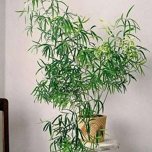 Аспарагус Agro-Market Falcatus высота 25-35см (183673) 1 саженец в упаковке - фото 1