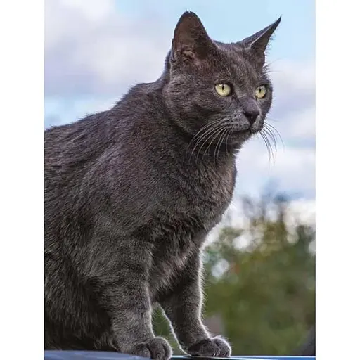 Cat Breeds: Characteristics, Breeds, Care, Origins - Фотопулос Джулианна - фото 2