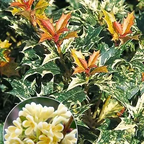 Османтус Variegatus (вічнозелена декоративна огорожа) (190027) 1 саджанець в упаковці - фото 1