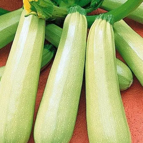 Кабачок "Анна" ТМ "Весна"  3г (45887) - фото 1