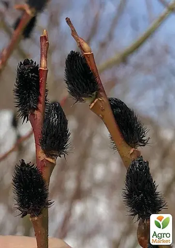 Ива тонкоствольная черная "Меланостахис" (Salix gracilistyla "Melanostachys") высота 25-40см (62191) 1 саженец - фото 3
