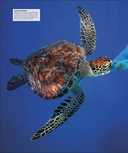 Ocean. The Definitive Visual Guide - фото 10