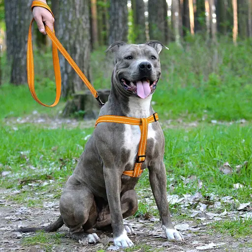 Шлея для собак  Barksi Active світловідбивна (обхват грудей 45-56 см ширина 2 см) помаранчева - фото 5