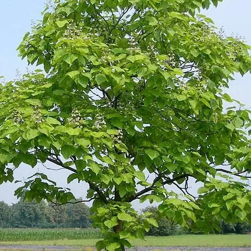 Катальпа 3-летняя бигнониевидная (Catalpa bignonioides), С3 высота 60-100 см (189158) 1 саженец в упаковке - фото 1
