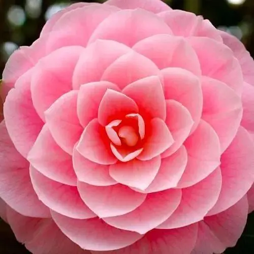 Камелія японська рожева "Donation" (48325) 1 саженец - фото 1