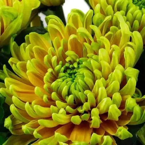 Хризантема "Woodstock Orange" (низкорослая крупноцветная) (189679) 1 саженец - фото 1