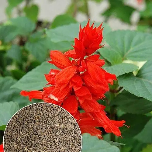 Сальвия блестящая Весна 0.5г (13299) - фото 2