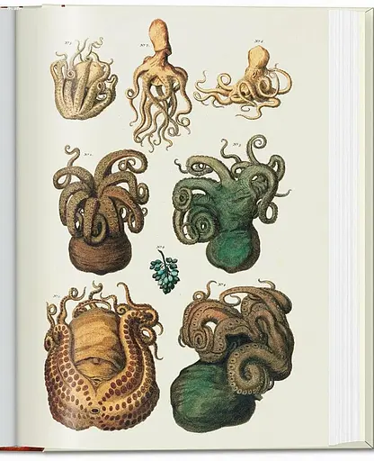 Seba. Cabinet of Natural Curiosities - фото 5