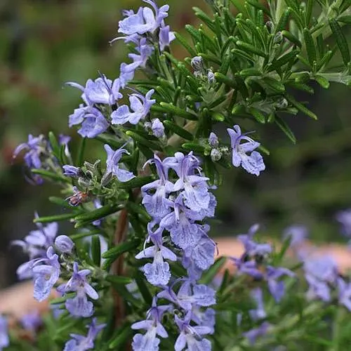 Розмарин морозостойкий "Alcalde" (187067) 1 саженец в упаковке - фото 1