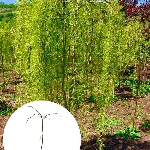 Карагана древовидная на штамбе Walker Pendula С5, высота 130-150 см (184539) 1 саженец в упаковке - фото 2