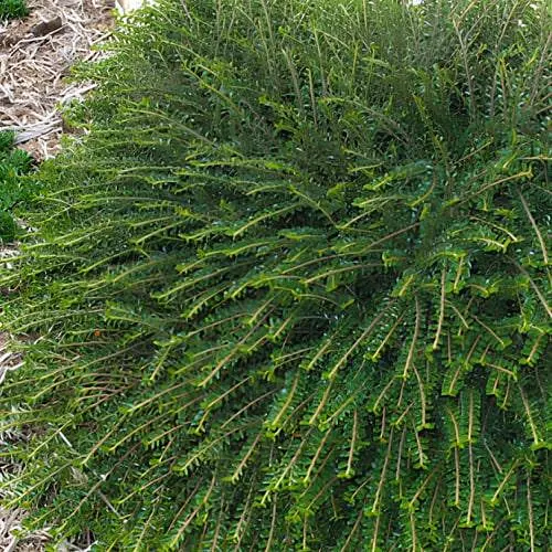 Кизильник горизонтальный крохотный "Perpusillus", С2 (187650) 1 саженец в упаковке - фото 1