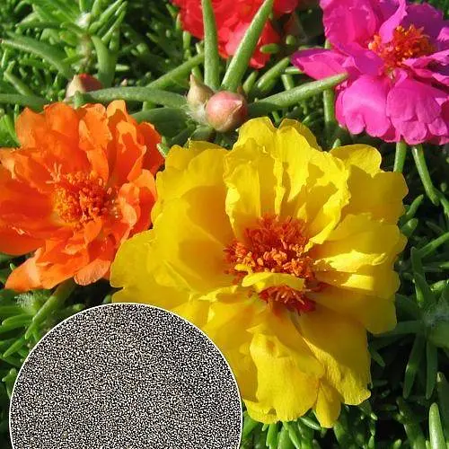 Портулак "Большецветковая смесь" Весна 1.5г (22471) - фото 4