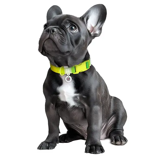 Ошейник для собак из нейлона Waudog Nylon Recycled с QR-паспортом градиент пластиковый фастекс L Ш 25 мм Д 33-49 см - фото 4