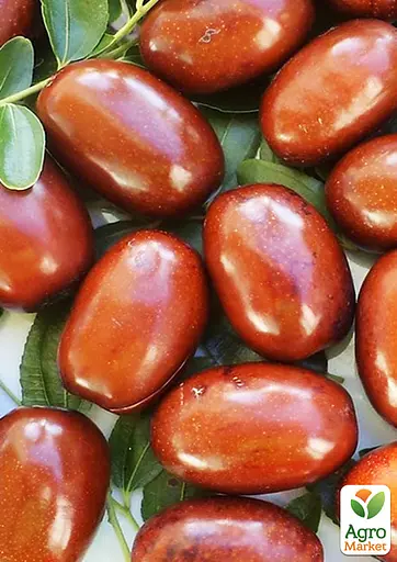 Зизифус (унаби) Agro-Market "Синит" (ранний срок созревания, высокоурожайный сорт) вазон Р9, высота 10-15 см (187593) 1 саженец в упаковке - фото 2