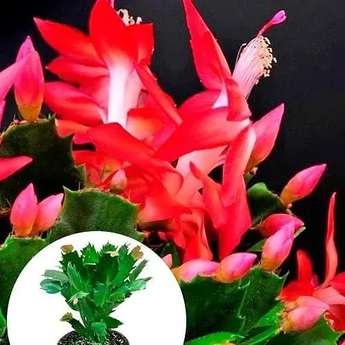 Шлюмбергера Agro-Market Rubrum (Декабрист, рождественский, зигокактус) (72119) 1 саженец в упаковке комнатный - фото 2