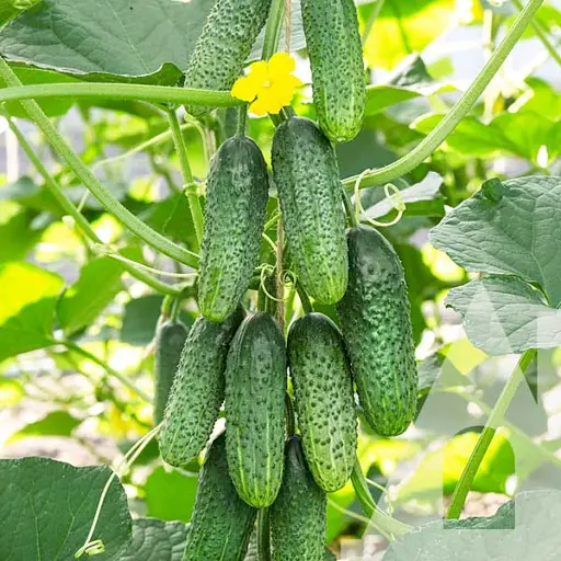 Огірок Садиба Авіон F1, 10 шт.