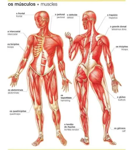 Portuguese-English Visual Bilingual Dictionary - фото 7