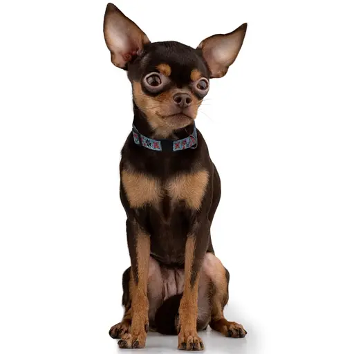 Ошейник для собак Баркси Urban патриотический Калина - фото 4