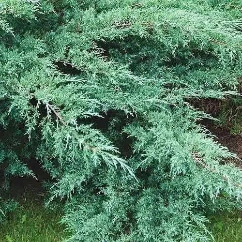Можжевельник виргинский Grey Owl (контейнер Р9 высота 10-15см) (25814) 1 саженец - фото 1