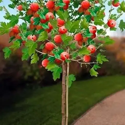 Агрус на штамбі Agro-Market "Неслуховський" (ранній термін дозрівання, великоплідний) (43072) 1 саджанець в упаковці - фото 1