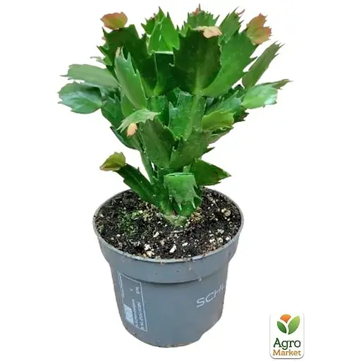 Шлюмбергера Agro-Market Rubrum (Декабрист, рождественский, зигокактус) (72119) 1 саженец в упаковке комнатный - фото 3