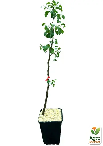 Груша Agro-Market "Бере Київська" вкоренена в контейнері (саджанець 2 роки) (153286) 1 саджанець в упаковці - фото 2