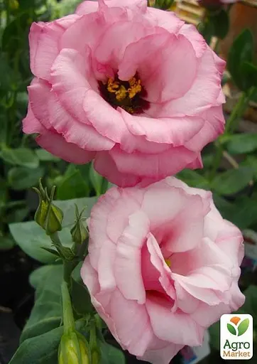 Еустома махрова "Arena Hot Pink" укорінена в контейнері Р9 (50588) 1 саженец - фото 2