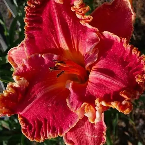 Лілійник "Calle Arena Sunset" (сортовий вкорінений в контейнері С1,2) (186009) 1 саженец - фото 1