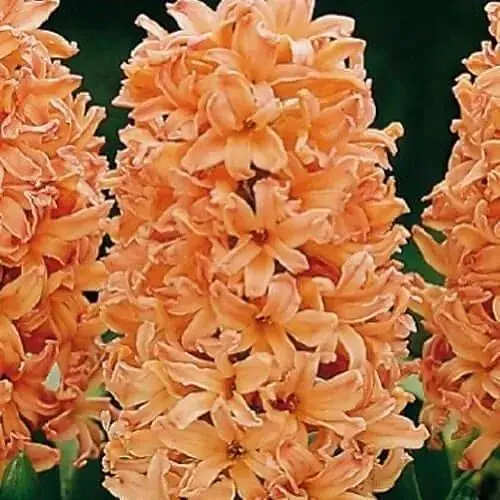 Гиацинт "Gipsy Queen" (размер 14/15, большой) 2 шт (17228) - фото 1