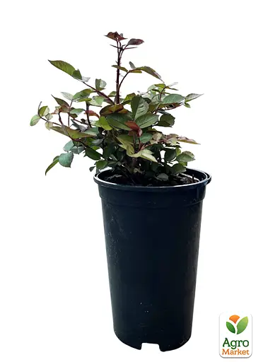 Роза в контейнере чайно-гибридная "Bellevue" (саженец класса АА+) (185748) 1 саженец - фото 2