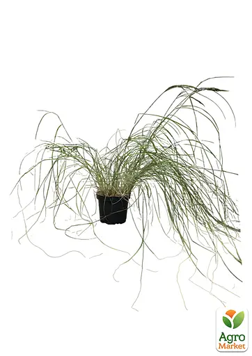 Ерагростіс "Blue Eros" вазон С1.5 (178087) 1 саджанець - фото 2