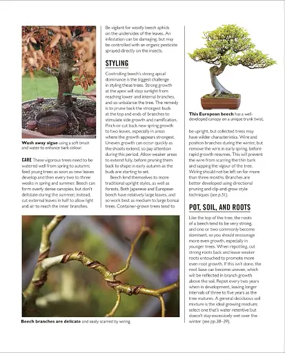 Grow Bonsai - фото 8