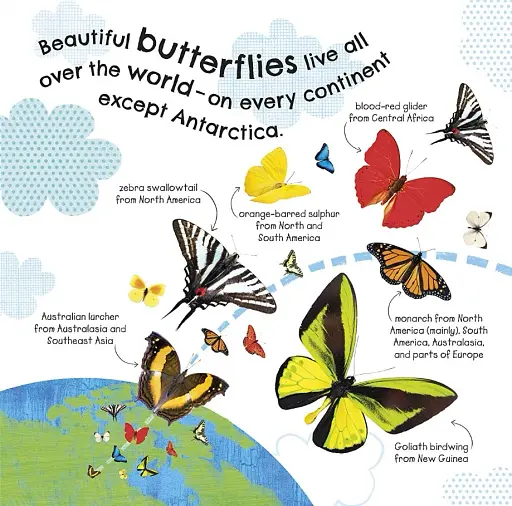 How Does a Butterfly Grow? - фото 3