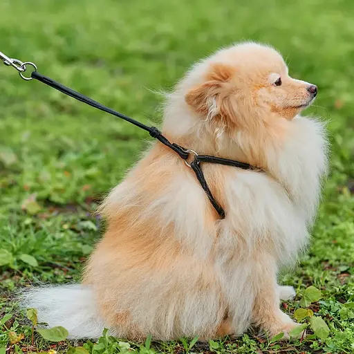 Шлея з повідцем для собак Waudog Soft з QR паспортом шкіряна кругла Д 6 мм, А 42-60 см, В 46-64 см чорна - фото 3