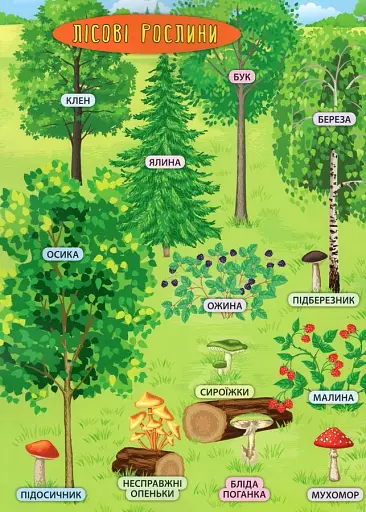 Енциклопедія з наліпками. Лісові тварини та рослини - фото 4