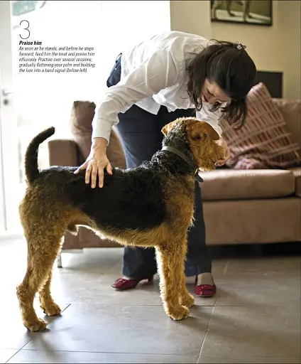 The Beginner's Dog Training Guide - фото 6