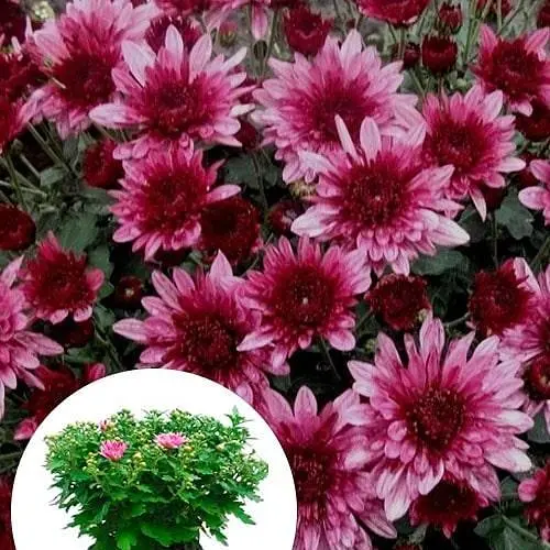 Хризантема Садова "Avalon Pink" (висота 30-50см) (103583) 1 саженец - фото 3