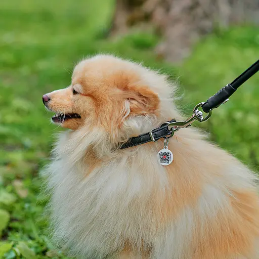 Ошейник для собак кожаный Waudog Soft с QR-паспортом круглый Д 10 мм Д 33-41 см черный - фото 5