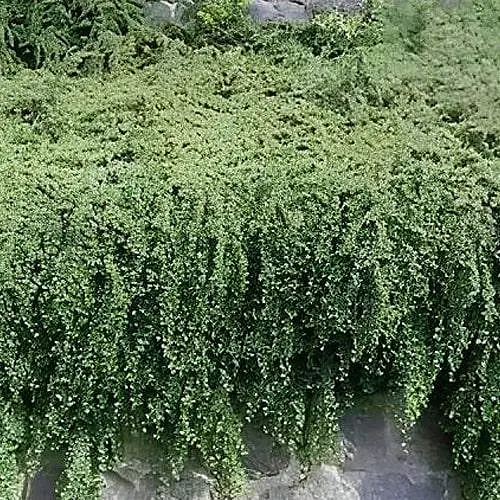 Кизильник Даммера "Mooncreeper", С2 (187651) 1 саженец в упаковке - фото 1