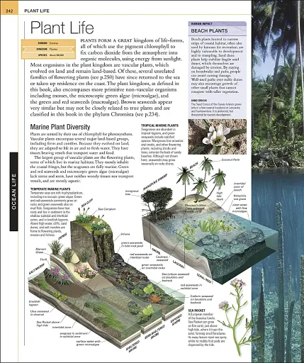 Ocean. The Definitive Visual Guide - фото 7