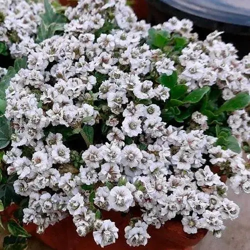 Гіпсофіла cerastioides "Plena White" (квітучий ґрунтопокривник) (188188) 1 саженец - фото 1