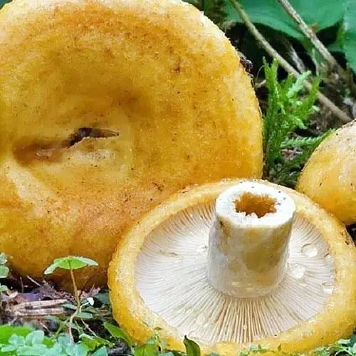 Сухий зерновий міцелій "Груздь жовтий" 100г (45569) - фото 1